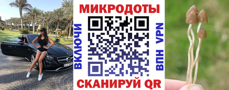 Галлюциногенные грибы Psilocybe  Кукмор 